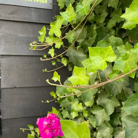 Tatil Evi Gastenhuisje De Donk