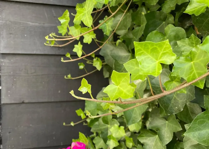 Dom wakacyjny Gastenhuisje De Donk